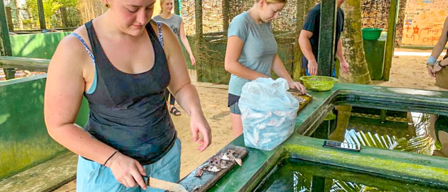 Volunteers preparing fish for sea turtles at a conservation center in Ambalangoda, Sri Lanka.
